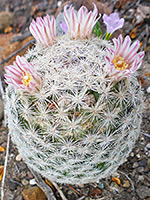 Pale pink flowers