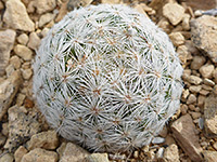 Dark central spines