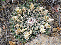 Little pincushion cactus