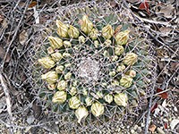 Little pincushion cactus