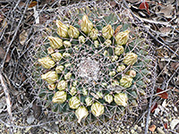 Yellow buds