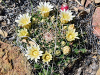 Fruit of the little pincushion cactus