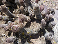 Group of stems, fox tail cactus