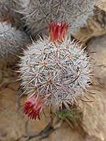 Two flowers of fox tail cactus