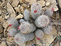 rat-tail pincushion cactus
