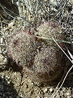 Three heads, Mammillaria tetrancistra with three heads; Tubb Canyon, Anza Borrego Desert State Park, California