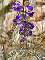 Flowers and leaves