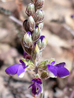 Parry's false prairie-clover