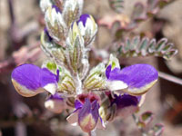 Purple-yellow flowers