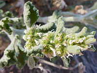 Flowers, bracts and leaves