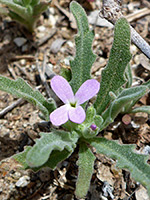 Matthiola parviflora