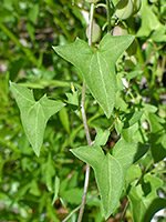 Three triangular leaves