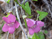 Maurandella antirrhiniflora