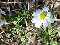 Large white flower