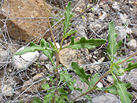 Green leaves