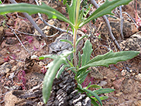 Stem and leaves