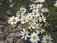 Many flowerheads