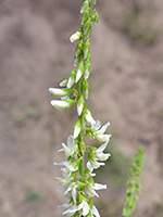 Melilotus albus