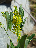 Melilotus indicus