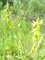 Yellow Sweet Clover