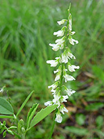 White flowers