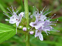 Protruding stamens