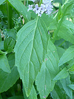 Flowers and leaf