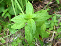 Toothed leaves