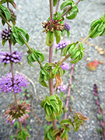 Branched stem