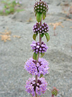 Flower clusters