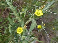 Leaves, flowers and stems