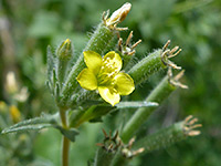 Flower and calyces