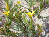 Withered flowers