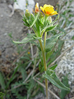 Upper stem, Upper section of a stem of mentzelia albicaulis, in Tubb Canyon, Anza Borrego Desert State Park, California