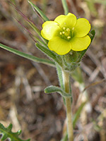 Yellow flower