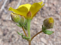 Hairy calyces