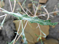 Ciliate leaf