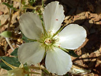 Mentzelia tricuspis