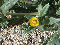 Stem and leaves, Hairy stem and leaves of mentzelia veatchiana, in Tubb Canyon, Anza Borrego Desert State Park, California