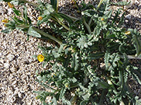 Lobed leaves, Thick, lobed leaves of mentzelia veatchiana, in Tubb Canyon, Anza Borrego Desert State Park, California