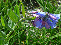 Mertensia ciliata