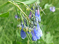 Group of flowers