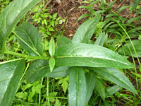 Leaves and stem