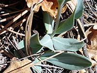 Basal leaves