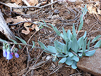 Leaves and stems