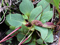 Toothed basal leaves