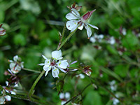 Delicate white flowers