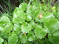 Brook Saxifrage