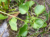 Basal leaves