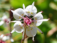 Brook saxifrage